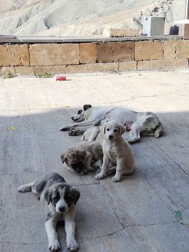 Yorum fotoğrafı 8