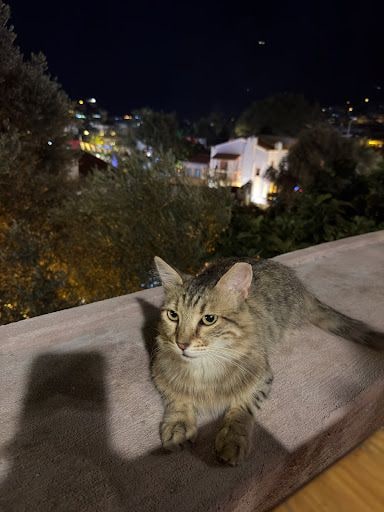 Yorum fotoğrafı 2