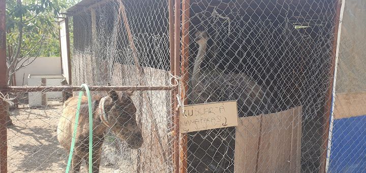 Yorum fotoğrafı 4
