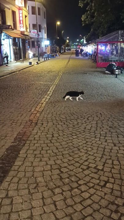 Fotoğraf 13