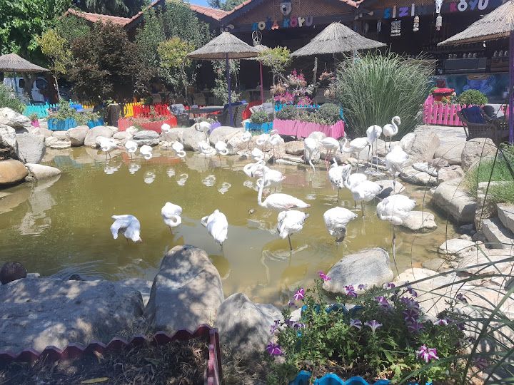 Fotoğraf 70