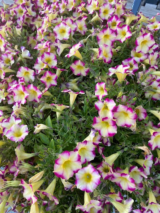 Fotoğraf 54