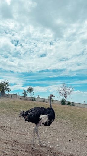 Yorum fotoğrafı 6