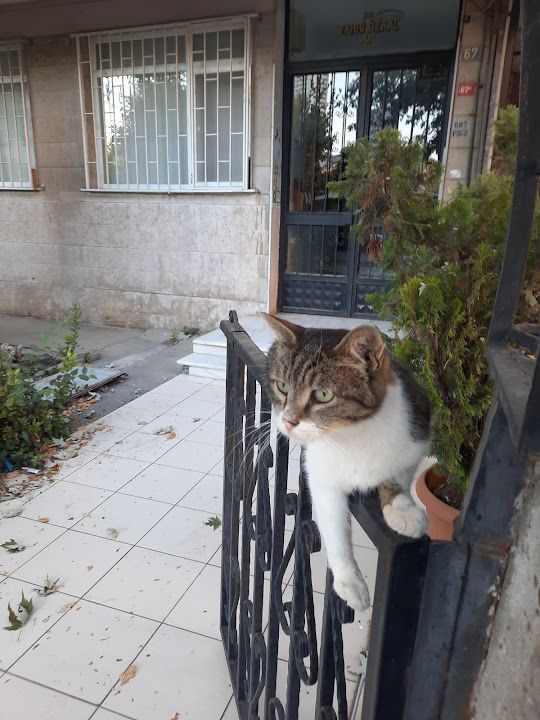 Yorum fotoğrafı 4