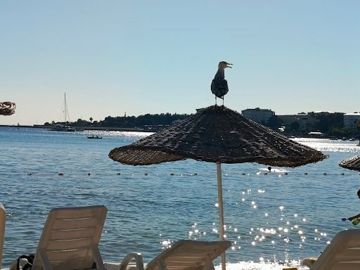 Fotoğraf 22