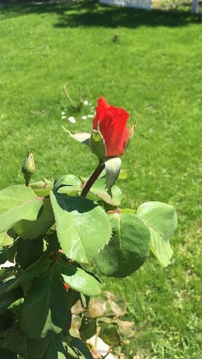 Yorum fotoğrafı 5