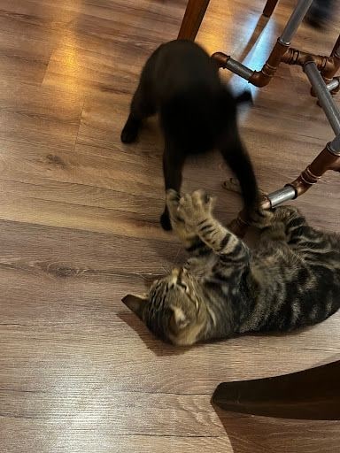 Yorum fotoğrafı 5