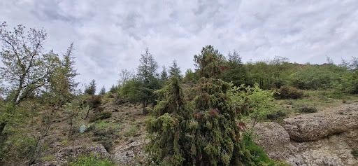 Yorum fotoğrafı 7