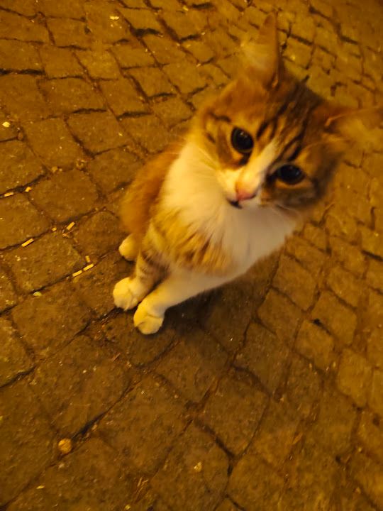 Fotoğraf 20