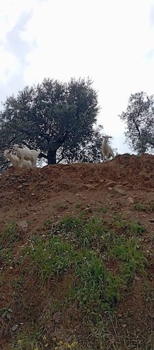 Fotoğraf 14