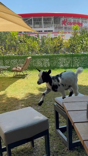 Fotoğraf 43