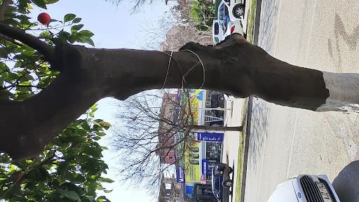 Fotoğraf 21
