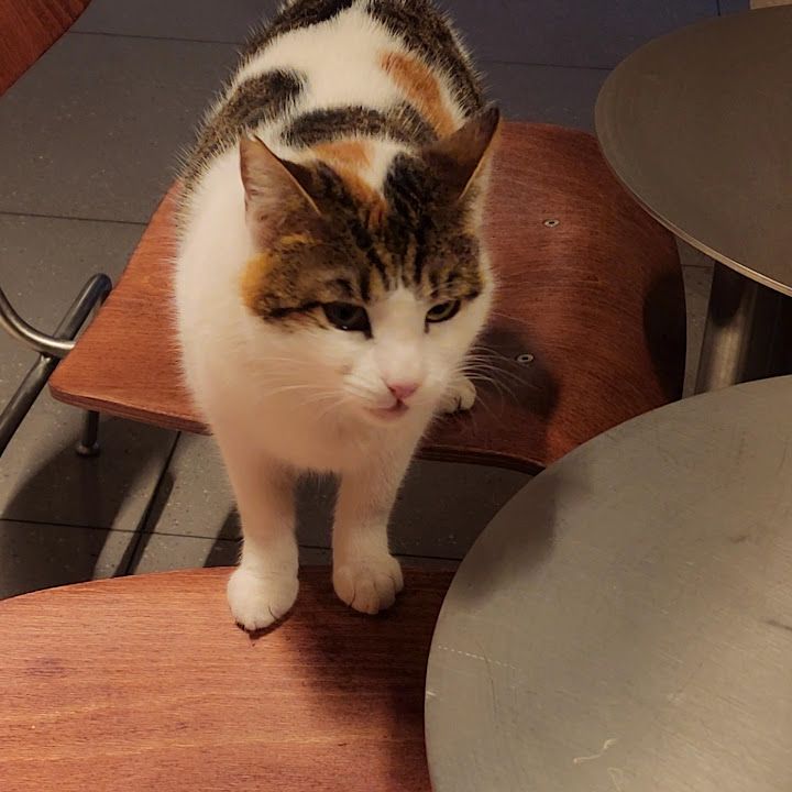 Yorum fotoğrafı 4
