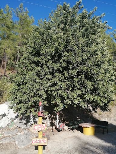Fotoğraf 12