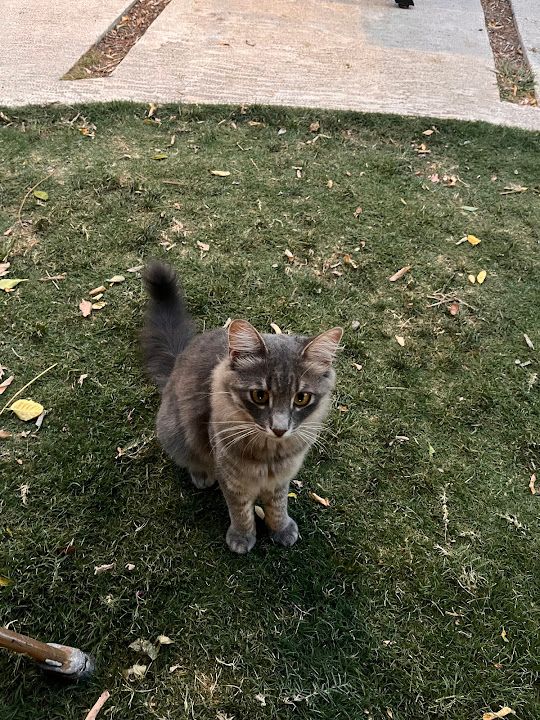 Yorum fotoğrafı 4