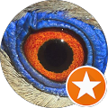 Eye of Dove 666