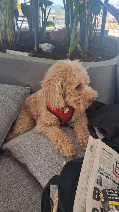 Yorum fotoğrafı 4