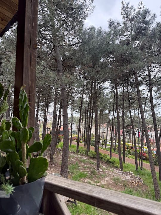 Fotoğraf 31