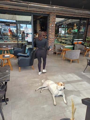 Yorum fotoğrafı 6