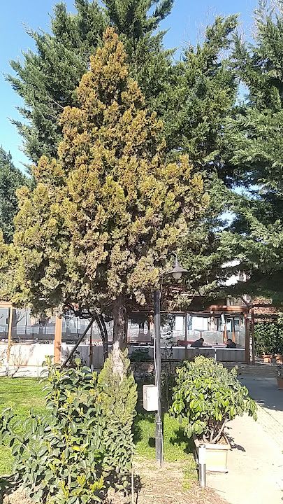 Samatya Palmiye Cafe & Kahvaltı Restoran