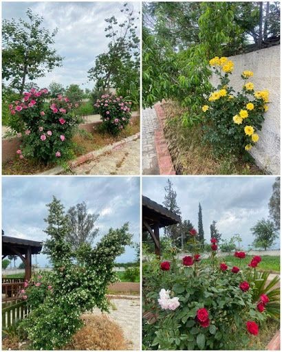 Yorum fotoğrafı 4