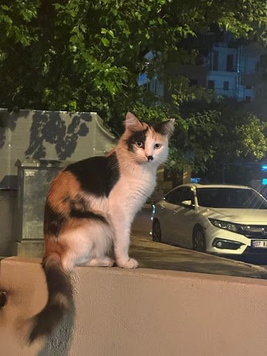 Fotoğraf 33