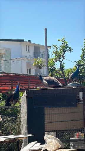 Yorum fotoğrafı 8