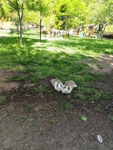 Yorum fotoğrafı 4