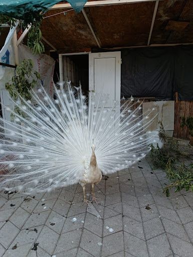 Yorum fotoğrafı 8