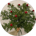 Fatoş UR
