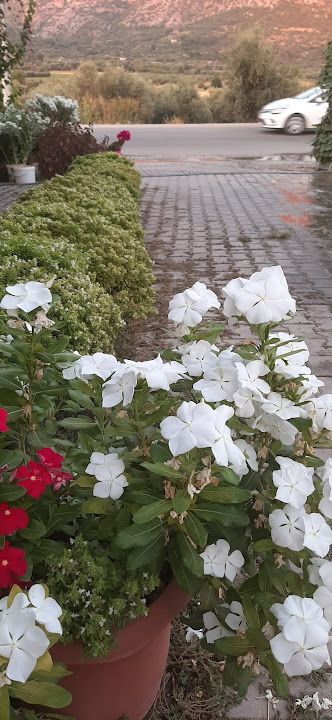 Fotoğraf 51