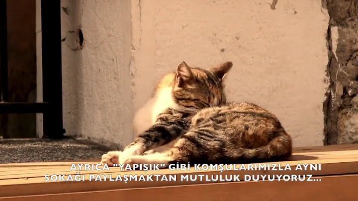 Fotoğraf 21