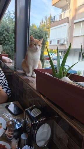 Yorum fotoğrafı 9