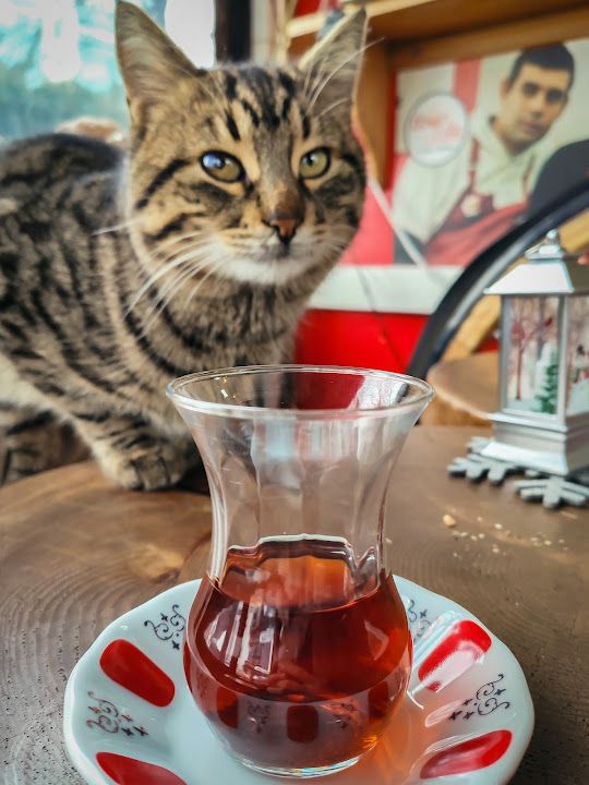 Fotoğraf 17