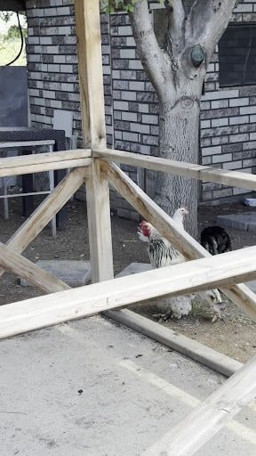 Yorum fotoğrafı 7