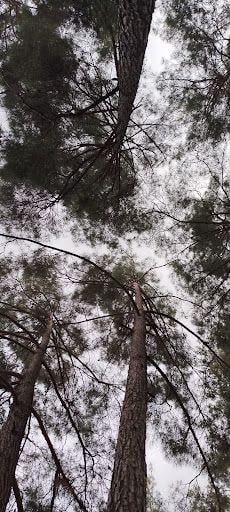 Yorum fotoğrafı 5
