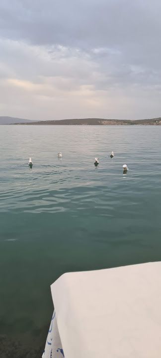 Fotoğraf 57