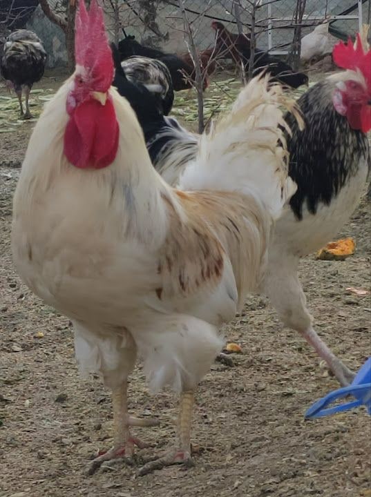 Akyüz Çiftlik