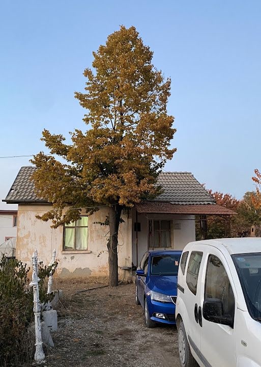 Aşşa Bahçe