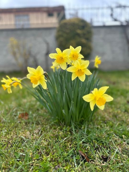 Ayyıldız Home&garden