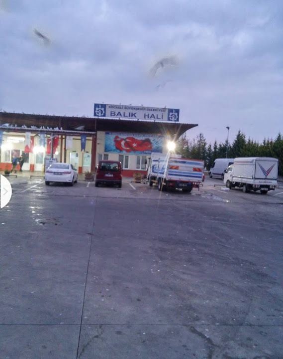 Balık Hali