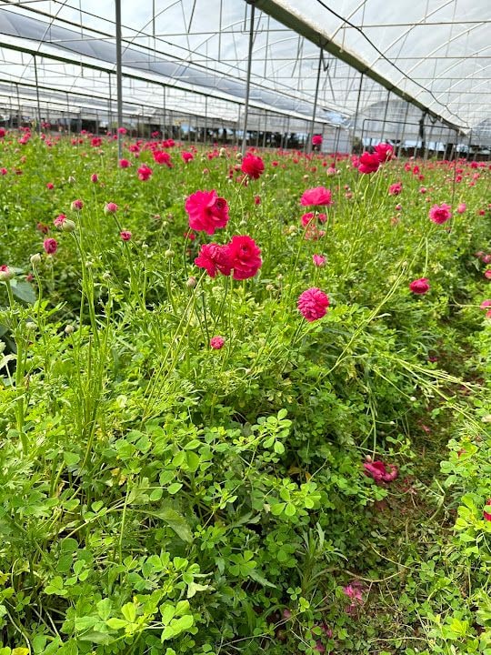 Beautiful Flowers