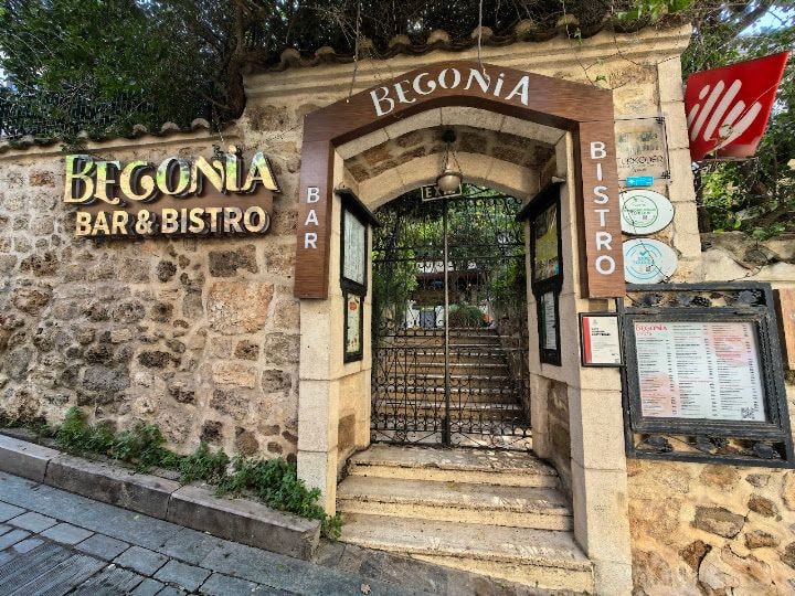 Begonia Bistro