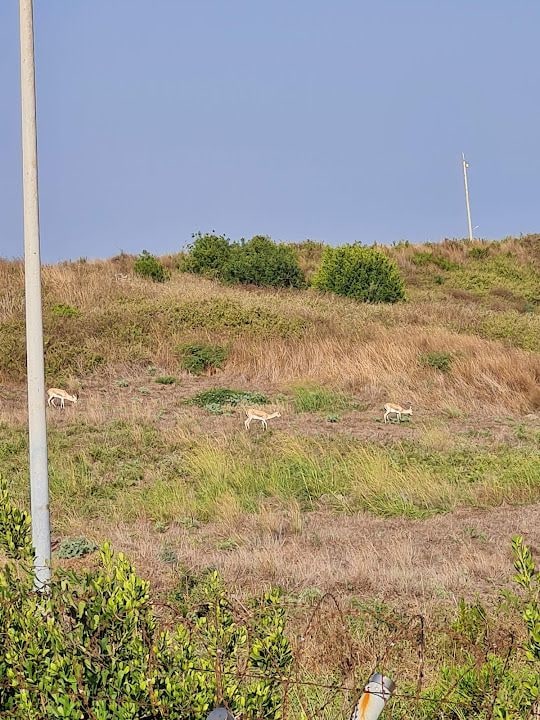 Botaş Bıl Zeytinlikbahçesi