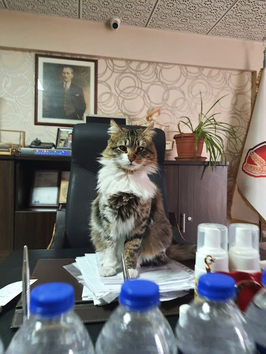 Buhara Fırını Hasan İhsan Kaya