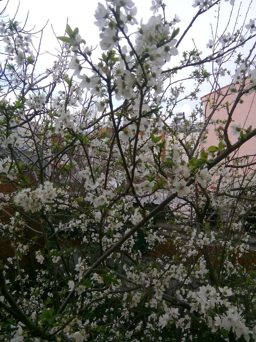 Doyamadım Büfe