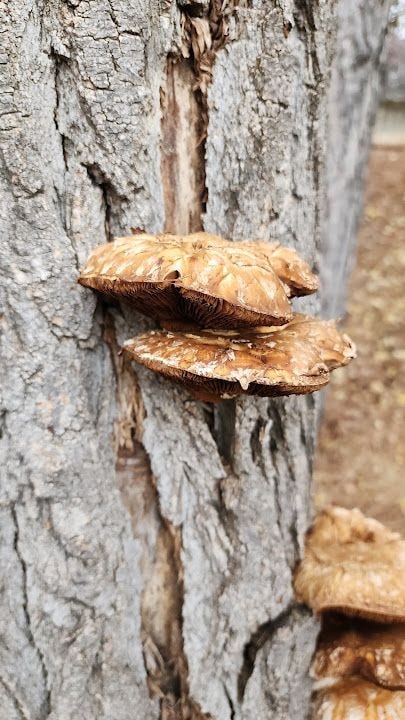 Edok Pastane