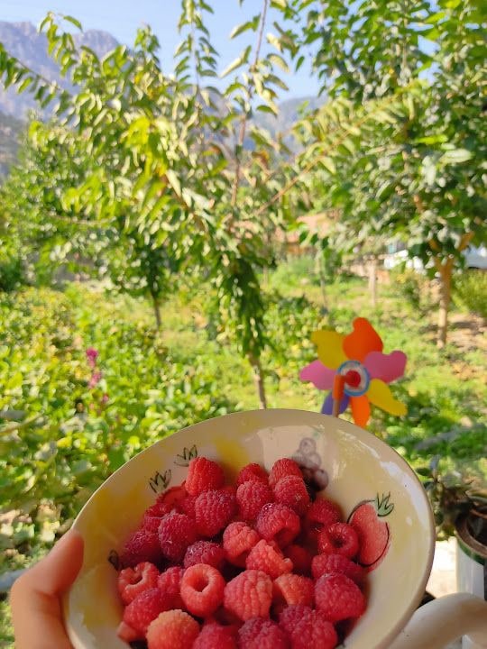 Elmas Garden