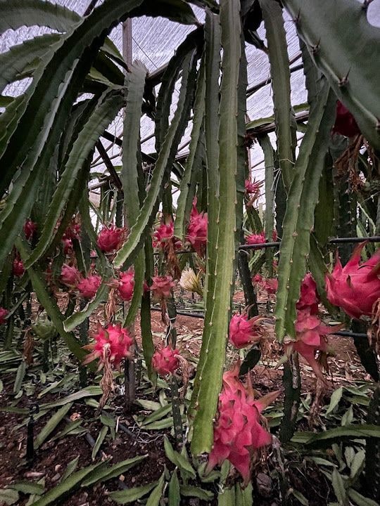 Gazipaşa Özgür Pitahaya
