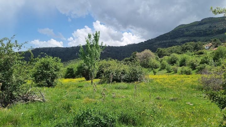 Göl Yayla ( Meşeli )